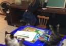 World - Kedi eğitimi nasıl olmalı. Facebook