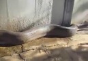 WORLD LARGEST SNAKE FOUND DEAD!