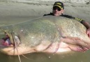 World Record Catfish