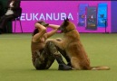 Worlds best trained dog Deserves a full watch.Credit Crufts