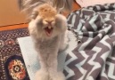 World's Most Photogenic Bunny Is Even Better On Video