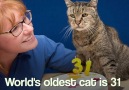 World's oldest cat