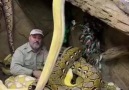 Worlds record giant snake!Video by &