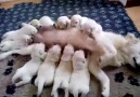 Would you like to see world most cute video? This is awesome!!