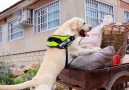 WOW Clip - The best sample for life smart dogs Facebook