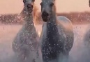 Wow esto es pico - El Caballo Uno de los animales ms bellos