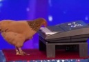 wow...Hen Play Piano