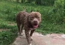 Wow! Is this a pitbull or a leopard