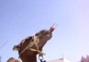 Wowo Camel Drinking Coca Cola
