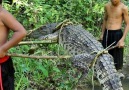 WoW Survival - Two Smart Boy Meeting Crocodile At River Facebook