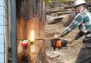 Woww!! Check this... - Chainsaws & Forestry