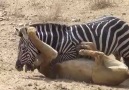wtf! Lion vs Zebra