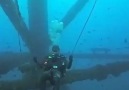 XD funny video ........... - Spearfishing And Freediving World