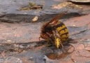 Yaban arısı ve eşek arısının korku filmi tadındaki su mücadelesi..