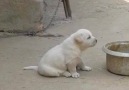 Yabancı Lisanını Daha Yavruyken Geliştirip Horozca Öğrenen Köpekçik