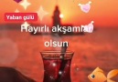 Yaban Ğülü - Hayırlı huzurlu akşamlar...