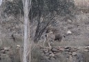 Yaban hayatını izleme çalışmalarımız devam ediyor.