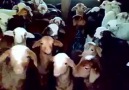 Yackity-Yack...goats talk back!