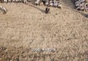 Yağmur duasına çıkan hoca izleyin güleceksiniz