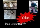 YAHUDİLER İÇİN AGLAYAN YERLİ YAHUDİLER..