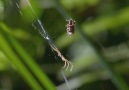 Yamyam Örümcek  Portia