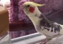 Yanık sesiyle Ölürüm Türkiyem türküsünü çığıran papağan reis