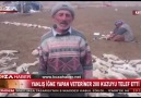 Yanlış İğne 200 kuzuyu telef etti