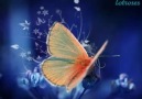 Yanni - Butterfly Dance