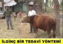 Yapılan doğru mudur bilmem ama hayvanın rahatladığı kesin..