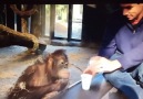 Yapılan Sihir Numarası Karşısında Orangutanın Verdiği Tepki :)