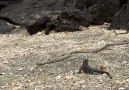 Yaradana Sığınıp Yılanlardan Kaçan İguana