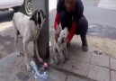 Yaralı Yavrusu İçin Yardım İsteyen Anne Köpek