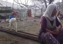 Yaramaz Oğlaklar