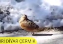 YARİM GORANİ OYNUYAN KUŞ