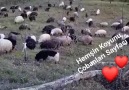 Yar senin olsunAli ÇOLAK... - Hemşin Koyunu Çobanları