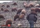 15 yaşındaki çoban Serkan konuşuyor