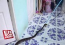 13 yaşındaki çocuğun yatağından yılan çıktı.