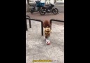 Yavaş Yavaş Pelinsuya Evrilen Sevimli Köpek
