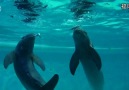 Yavru Belunga Balinaların Baloncuk Gösterisi