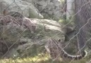 Yavru kar leoparı annesini korkutuyor