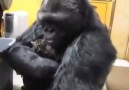 Yavru Kedilere Annelik Yapan Goril <3