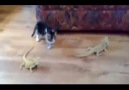Yavru kedinin bukalemun ile karşılaşması :)