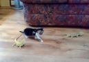 Yavru Kedinin Kertenkele Merakı