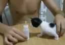 Yavru Kedi Sütü Görünce..çok tatlı..