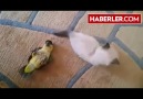 Yavru kediyle papağanın oynaşması