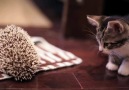 Yavru kirpi ile yavru kedinin karşılaşması :)
