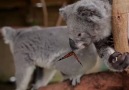 Yavru Koala&kelebekle tanışma anı