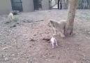 Yavru köpeğin aslana kafa tutması