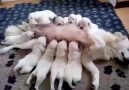 Yavru köpekler nasılda annesinden süt içiyorlar.. Maşallah ne tatlılar