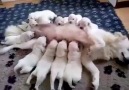Yavru köpekler nasılda annesinden süt içiyorlar.. Maşallah ne tatlılar